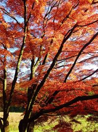 Low angle view of trees