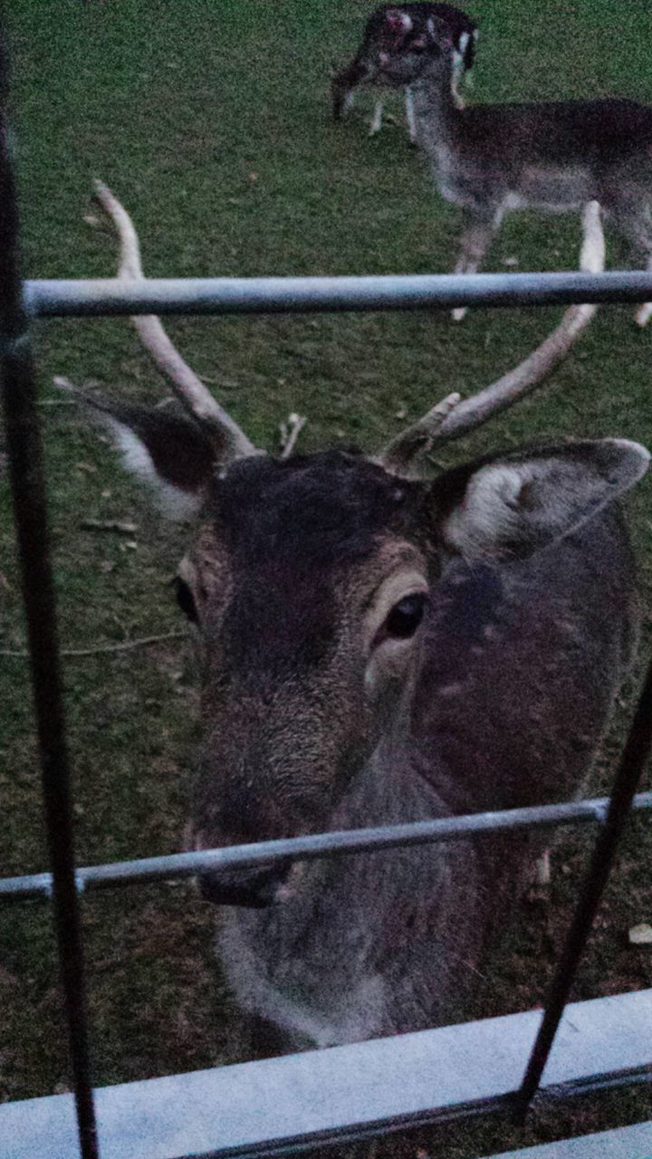 animal themes, mammal, livestock, domestic animals, fence, one animal, herbivorous, horse, wildlife, field, animals in captivity, two animals, animal pen, animals in the wild, animal head, horned, goat, outdoors, grass, standing