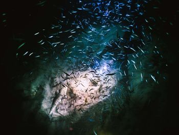 Close-up of fish swimming in aquarium