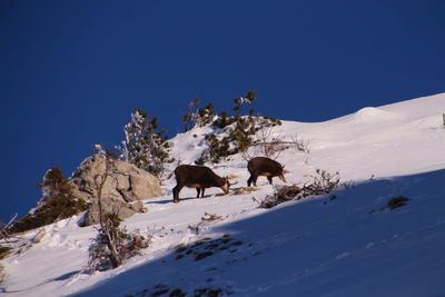 Animals walking on snow covered hill against clear blue sky