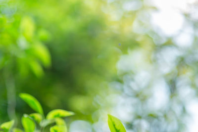Close-up of fresh green plant