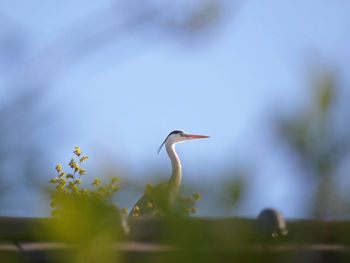 Low angle view of bird jane blue sky background. never see in ny chicago seattle