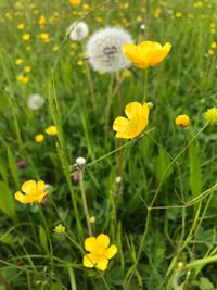 Close-up of yellow poppy flowers blooming on field