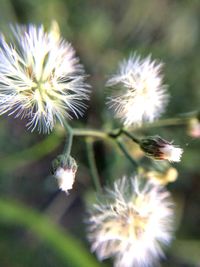 Close-up of thistle flower