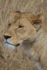 Close-up of a lioness 