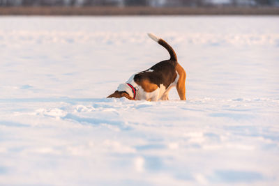 Dog running in snow