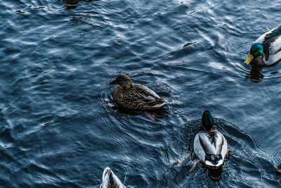 High angle view of ducks swimming in water