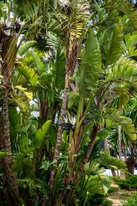 Full frame shot of coconut palm tree