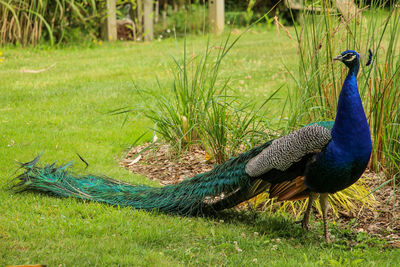 Peacock in field