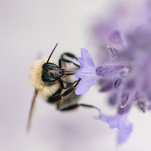 Close-up of bee pollinating on purple flower