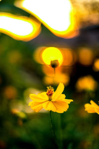 Close-up of yellow flowering plant