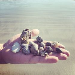 Close-up of hand holding seashells at beach