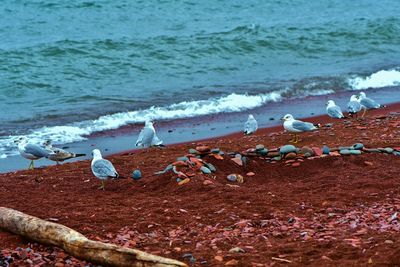Seagulls on beach
