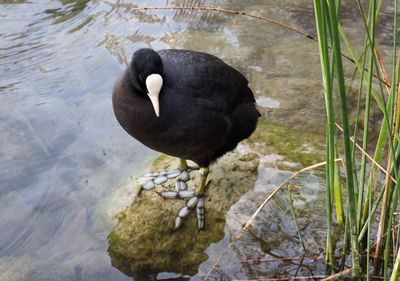 Black swan on water