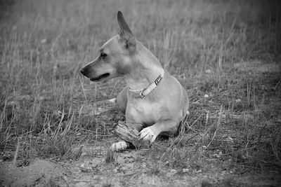 Close-up of dog on grass