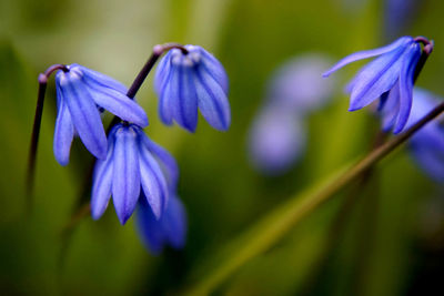 Close-up of purple flowering plant