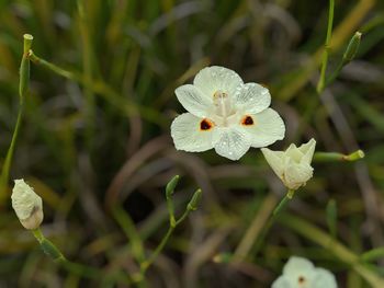 Close-up of white flowering plant