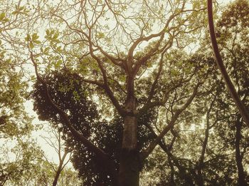 Low angle view of trees