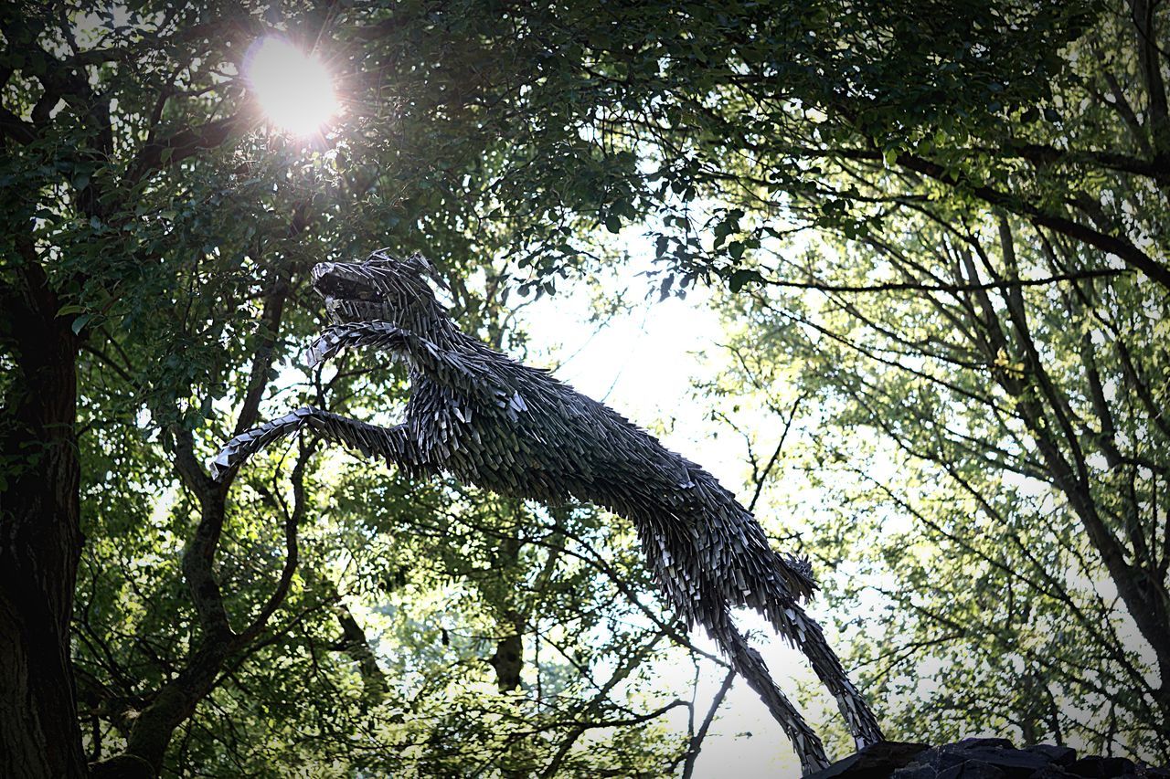 tree, low angle view, growth, branch, sun, sunlight, nature, tranquility, lens flare, sunbeam, beauty in nature, day, sky, tree trunk, outdoors, no people, green color, sunny, clear sky, scenics