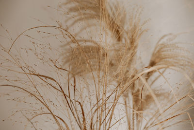 Natural background with pampas grass. dried soft plants, cortaderia selloana. dry grass, boho style