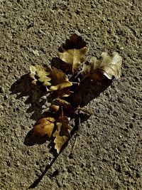 High angle view of dry leaf