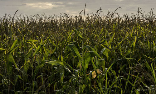 Close-up of wheat field