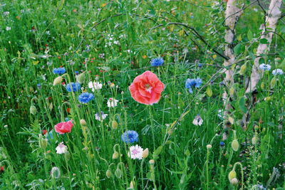 Flowers growing in field