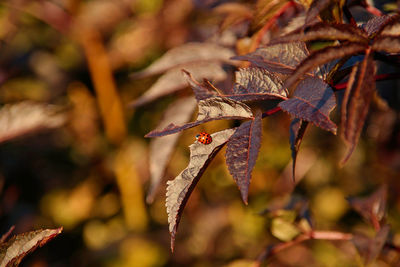 Close-up of dried maple leaves