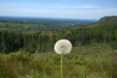 Close-up of dandelion on field against sky