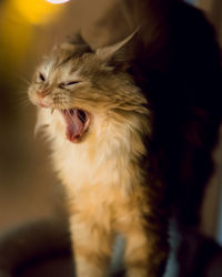 Close-up of ginger cat looking away