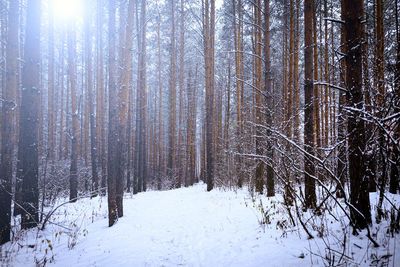 Trees in forest during winter