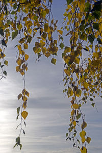 Low angle view of tree against sky