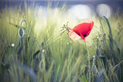 Close-up of red poppy flowers on field