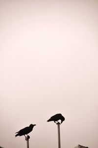 Low angle view of birds perched against clear sky