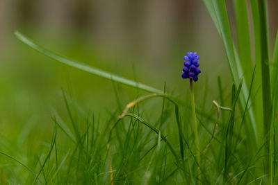 Close-up of purple flowering plant on field