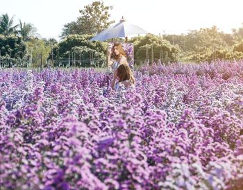 View of purple flowers on field