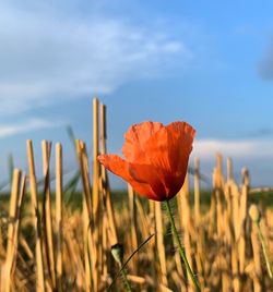 Close-up of orange poppy on field against sky