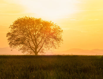 Tree on field against sky during sunset