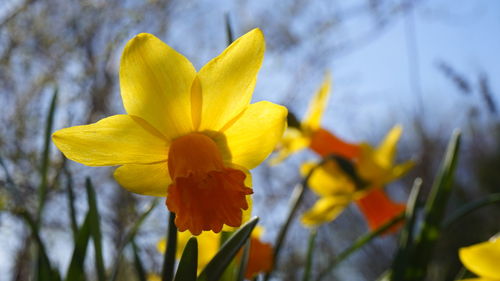 Close-up of yellow daffodil flowers