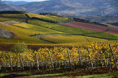 Scenic view of agricultural field with mountain range in background