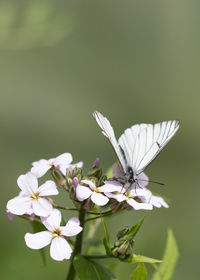 Close-up of butterfly on white flowers