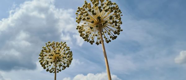 Low angle view of allium against sky