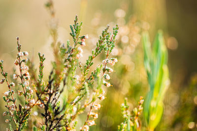 Close-up of flowering plant on field