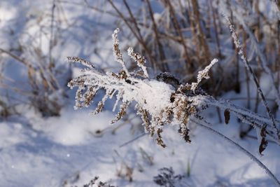 Close-up of frozen plant on field