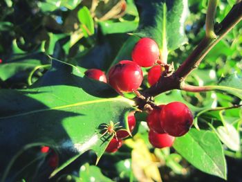 Close-up of red berries growing on tree