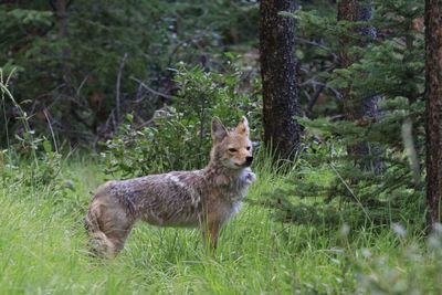 Side view of jackal standing in forest
