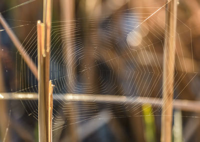 Close-up of spider web