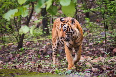 View of a tiger in ranthambhore national park