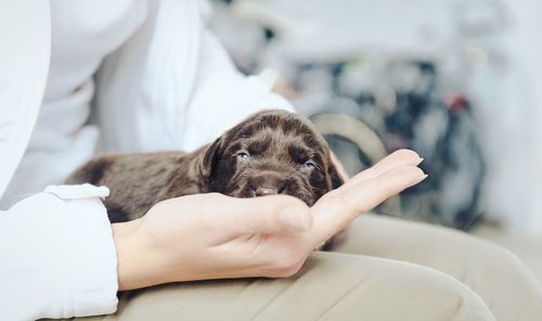 Midsection of person holding puppy on lap