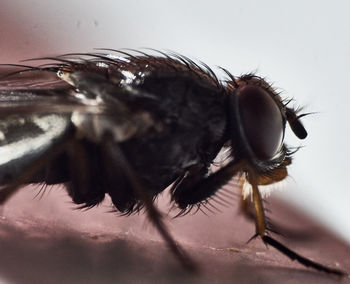 Close-up of housefly